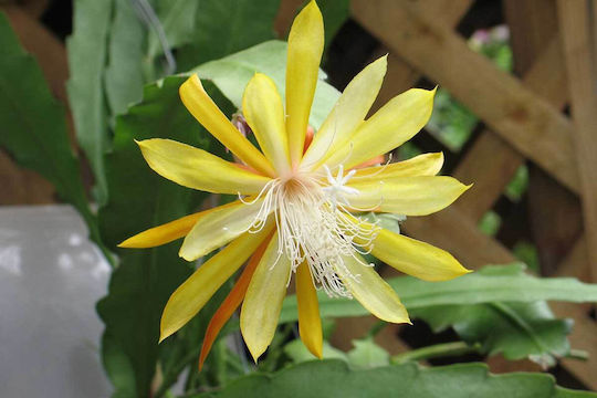 Epiphyllum 'Frühlings Gold' 12cm