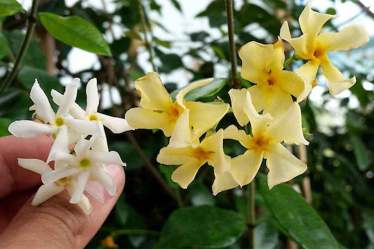 Trachelospermum 'Star Toscane' 15cm