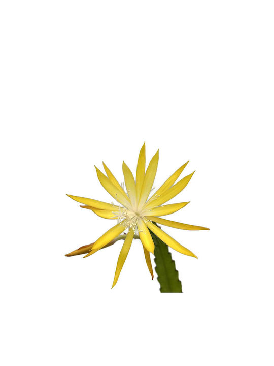 Epiphyllum 'aur de primăvară' 12cm