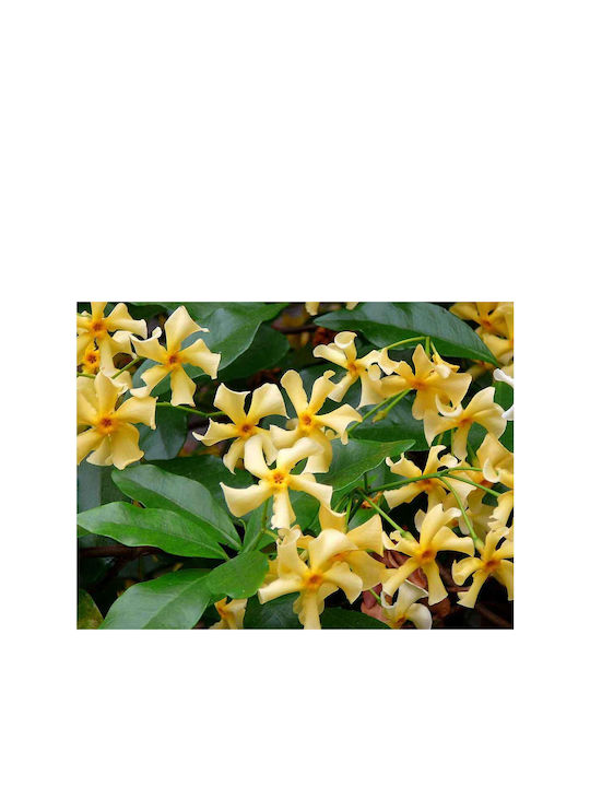 Trachelospermum 'star Toscane' 15cm