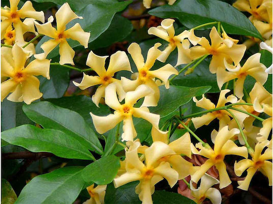 Trachelospermum 'Star Toscane' 15cm