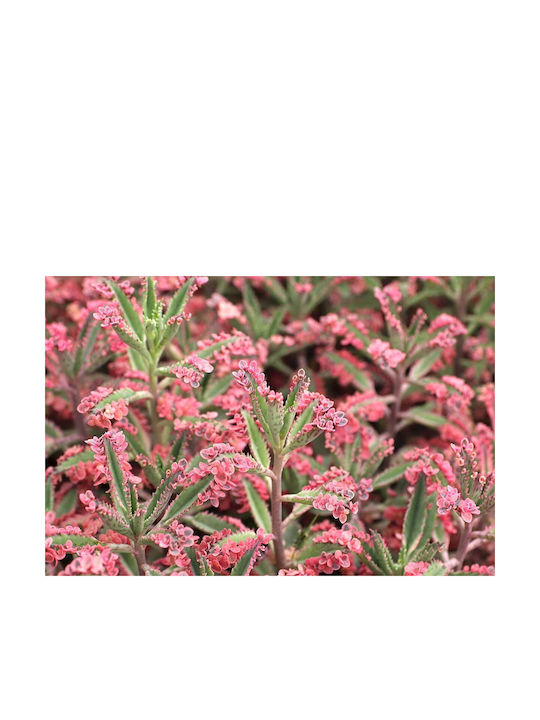 Kalanchoe Cv 'rosa Schmetterlinge' 5,5 cm