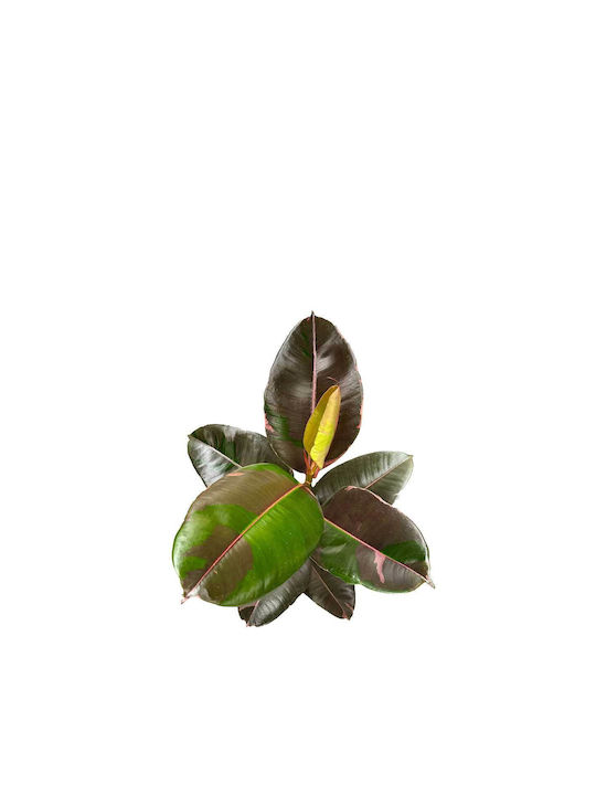 Ficus 'pink Camouflage' 17cm