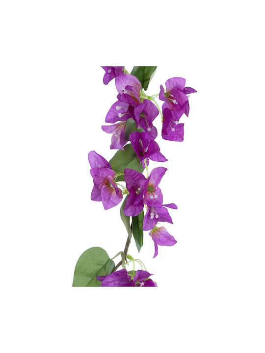 Bougainvillea Lila 80cm in Box GloboStar