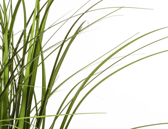 Grass Potted Plant Atmosphera