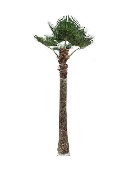 Globostar Artificial Garden Plant Palm Tree 21056 Διακοσμητικό Δέντρο Φοίνικα Φ240 X Υ500cm Globostar Artificial Garden Plant Palm Tree 21056 Διακοσμητικό Δέντρο Φοίνικα Φ240 X Υ500cm