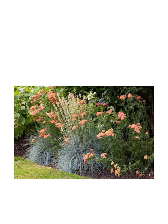 Festuca Elijah Blue 17cm Festuca Elijah Blue 17cm