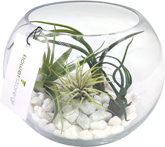 Σύνθεση Αερόφυτα Γυάλα Terrarium