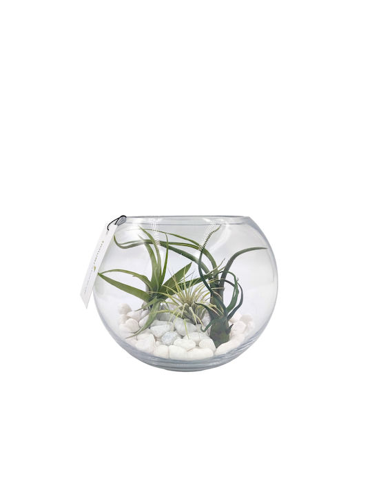 Σύνθεση Αερόφυτα Γυάλα Terrarium
