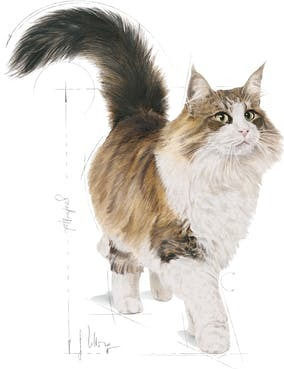 Royal Canin Sterilised Υγρή Τροφή για Ενήλικες Γάτες σε Φακελάκι 12x85gr