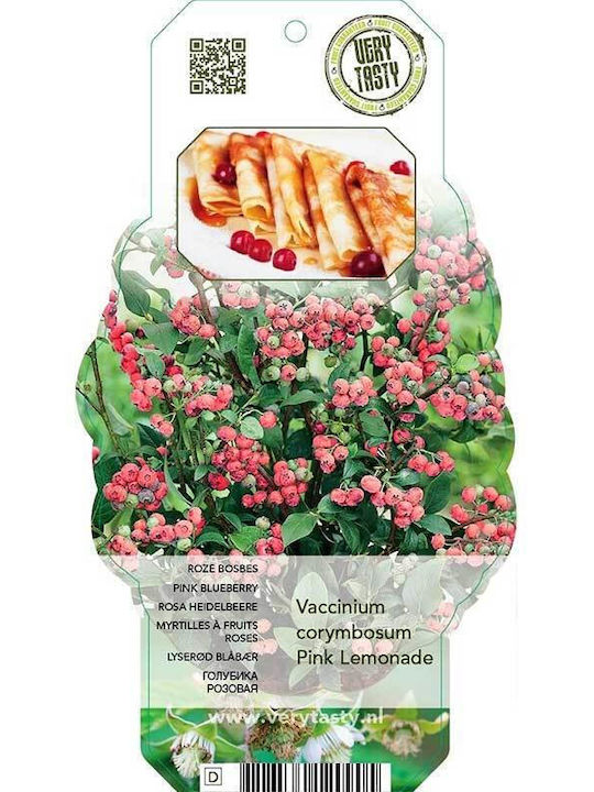 Vaccinium 'Pink Lemonade'® bio 13cm