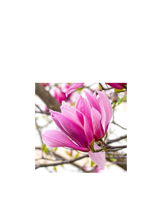 Magnolia 'galaxy' 23cm