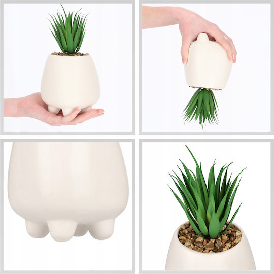 Succulent Plant in Pot White 10.5cm Kadax