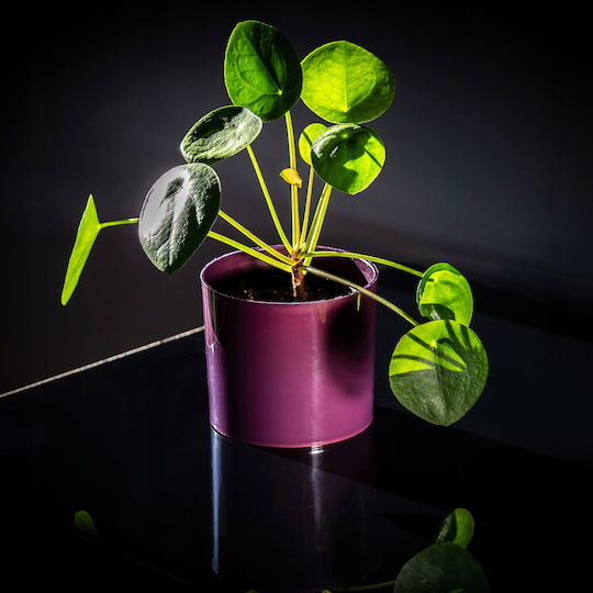 Kadax Ghiveci de Flori 13.5cm Culori