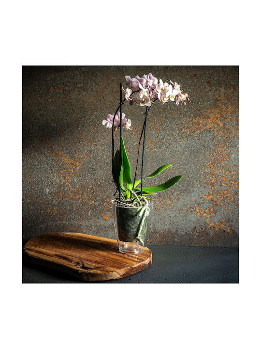 Kadax Orchid Pot Cover Plastic Flower Pot 9cm Transparent