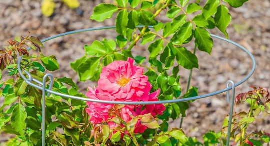 Kadax Plant Support Flowers Climbing Plants Roses 60cm