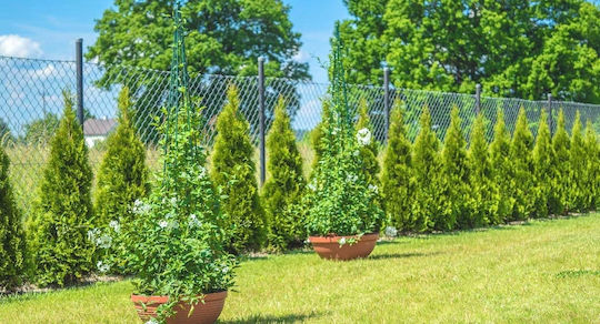 Con de Suport pentru Plante Kadax, Plante Cățărătoare, 120cm