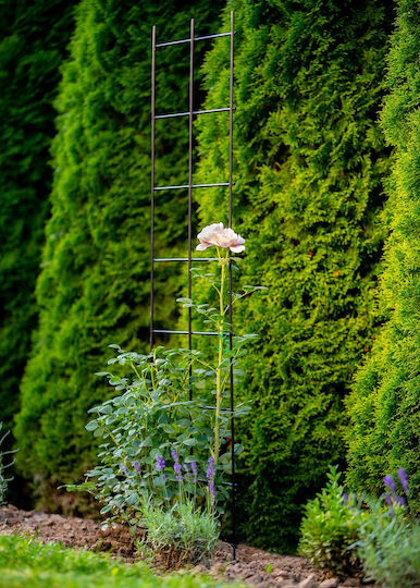 Garden Trellis in Black Colour 120x35cm