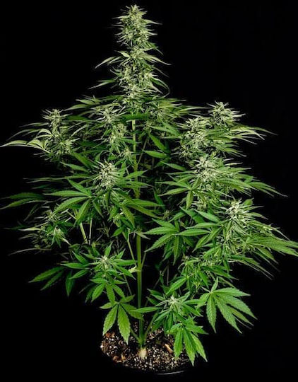 Rqs Hybrid Cannabis Seeds F1 Hyperion F1 3 Seeds