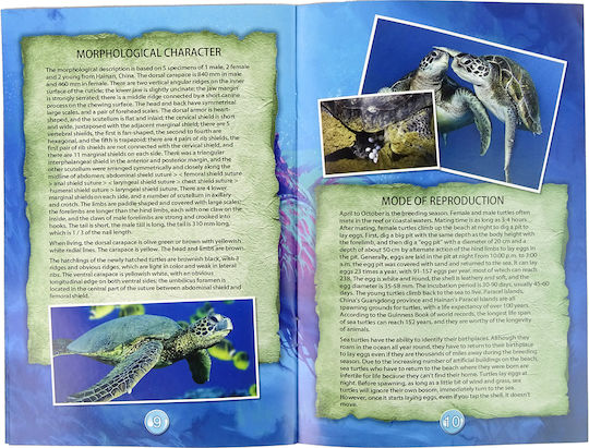 Lean Toys Ammonite Turtle Excavation Educational Game Knowledge for 6+ years old Years Old