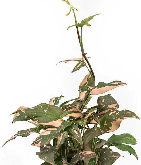 Syngonium 'Pink Splash' 6cm