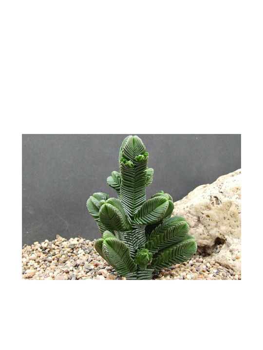 Crassula Pyramidalis 5.5cm