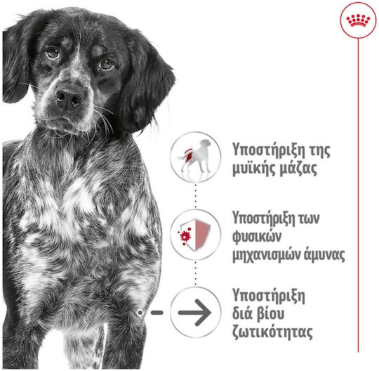 Royal Canin Medium Ageing 7+ Loaf Pate for Mature Medium Breed Dogs Over 7 Years 410g