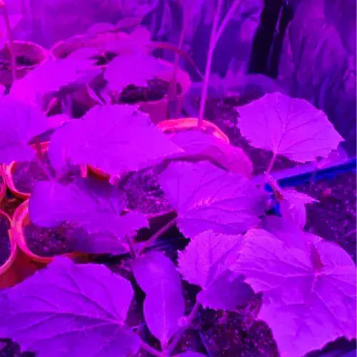 Gardlov Pendant Grow Light with LED and Power 36W L31xW31xH3.5cm.