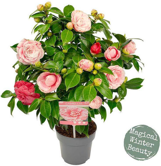 Camellia 'bonomiana' 15cm