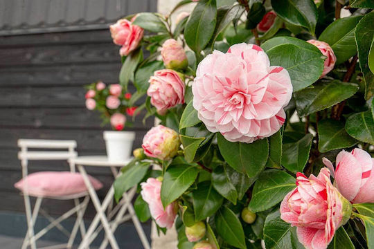 Camellia 'bonomiana' 15cm
