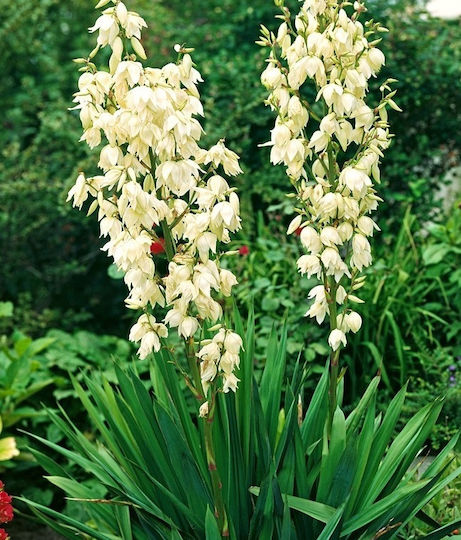 Yucca Filamentosa Bulb Size I