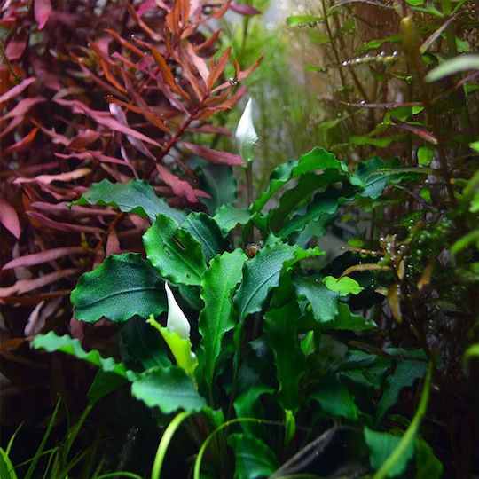 Tropica Pygmaea Ζωντανό Φυτό Ενυδρείου Bucephalandra
