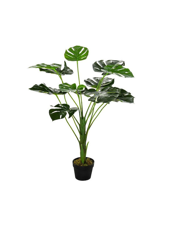 Μονστέρα σε Γλάστρα 85cm
