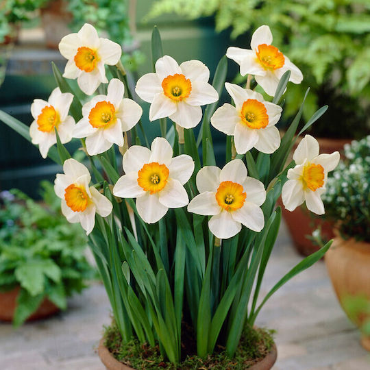 Single Narcissus Bulbs Size 12/14