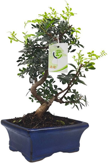 Bonsai Arbore de Mastic Pistacia Lentiscus