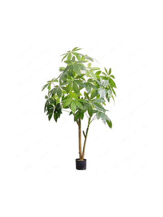 Παχίρα σε Γλάστρα 120cm