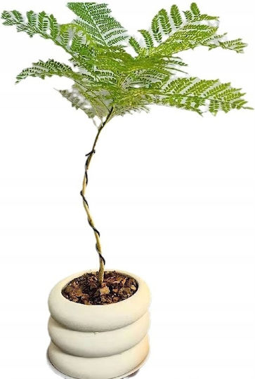 Artificial Plant in Pot Mimosa 110cm