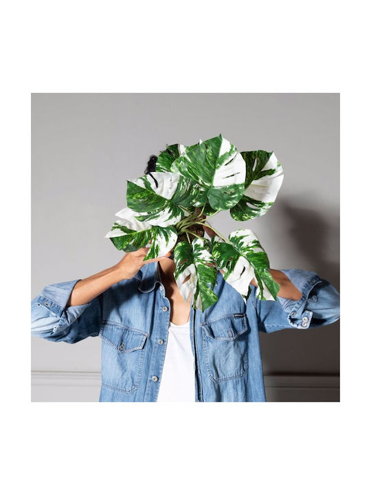 Artificial Plant in Pot Monstera Green 45cm Supergreens