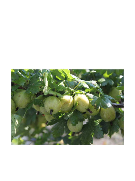 Ribes 'mr Green' Bio 13cm Ribes 'mr Green' Bio 13cm