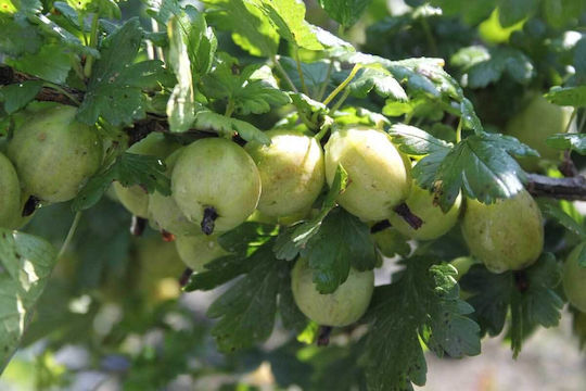 Ribes 'mr Green' Bio 13cm
