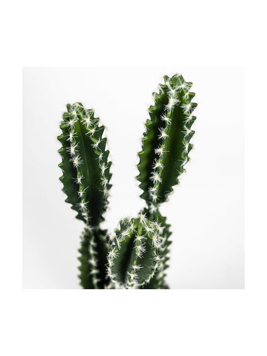 Artificial Plant in Pot Cactus Euphorbia Caerulescens Green 50cm Supergreens