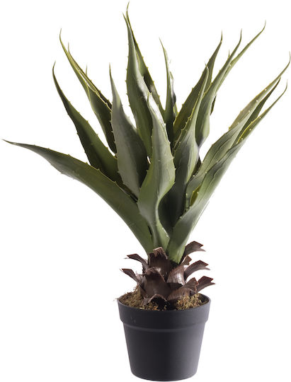 Aloe in Potted Plant Supergreens Aloe in Potted Plant Supergreens