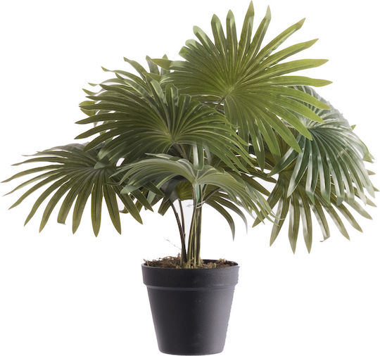 Palm Tree in a Pot Supergreens
