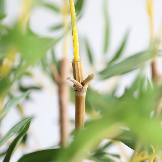 Bamboo Outdoor Tree Newplan