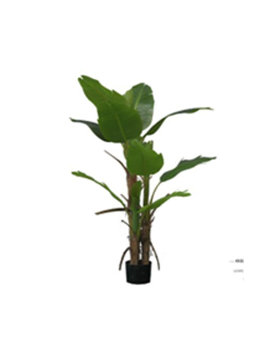 Plant Bananas X3 13 leaves Black Plastic Pot 15x17x160cm Iliadis