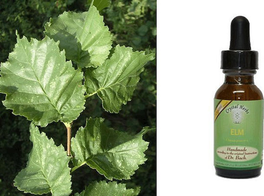 Crystal Herbs Φτελιά (elm) Flower Essence 25ml 1pcs