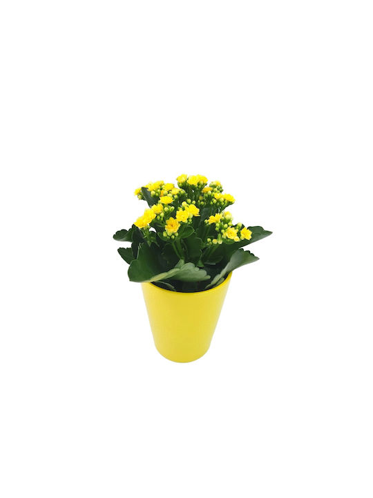 Kalanchoe-Komposition Gelber Topf