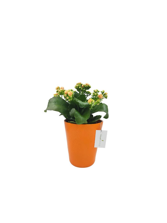 Kalanchoe Orange Topf