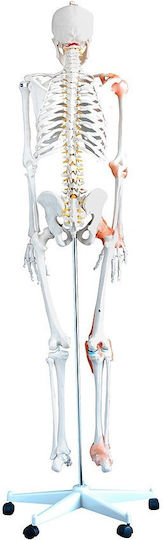 Heine Scientific Modell des menschlichen Skeletts