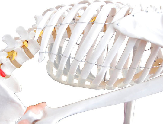 Heine Scientific Modell des menschlichen Skeletts